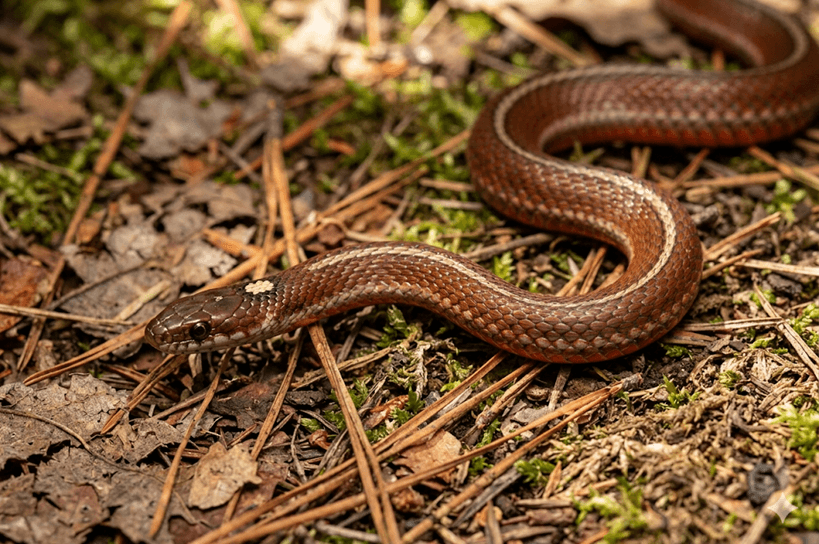 Northern Red-Bellied Snake